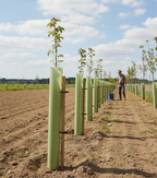 Tube Shelter for Trees - Image 2