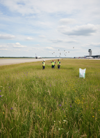 Birdstrike Grass Seed Mixture 20kg - Image 2