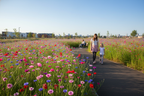 Colour Boost Amenity Flowers 1kg - Image 2
