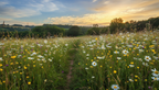 Classic Meadow Wildflower Mix - Image 2