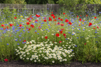 High Nutrient Soils Annuals & Perennials Wildflower Mix - Image 2