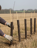 Spiral Tree Guards for Young Trees and Hedgerows 45cm