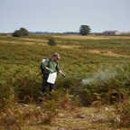 Herbicide for Effective Bracken Control - Image 2