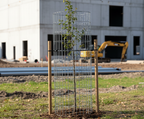 Welded Mesh Tree Guards