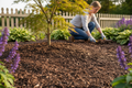 Contract Ornamental Bark for Landscaping 35 mm