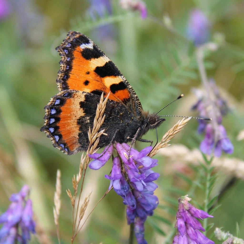 1kg Grass Seed Mix for Damp Soils with Wildflowers (view 2)