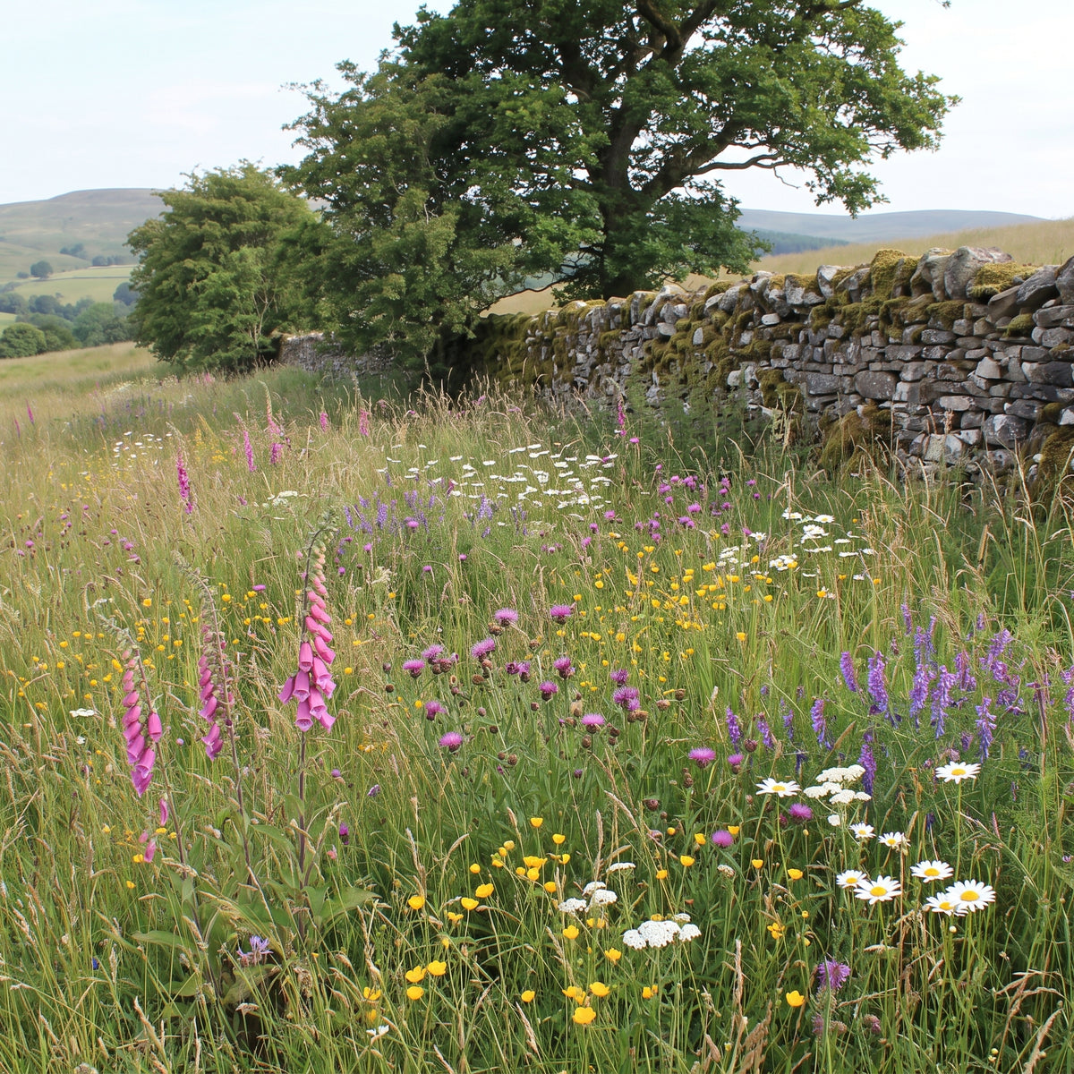 Acid soil wildflower meadow in bloom with foxglove, knapweed, buttercups and ox-eye daisies on upland ground