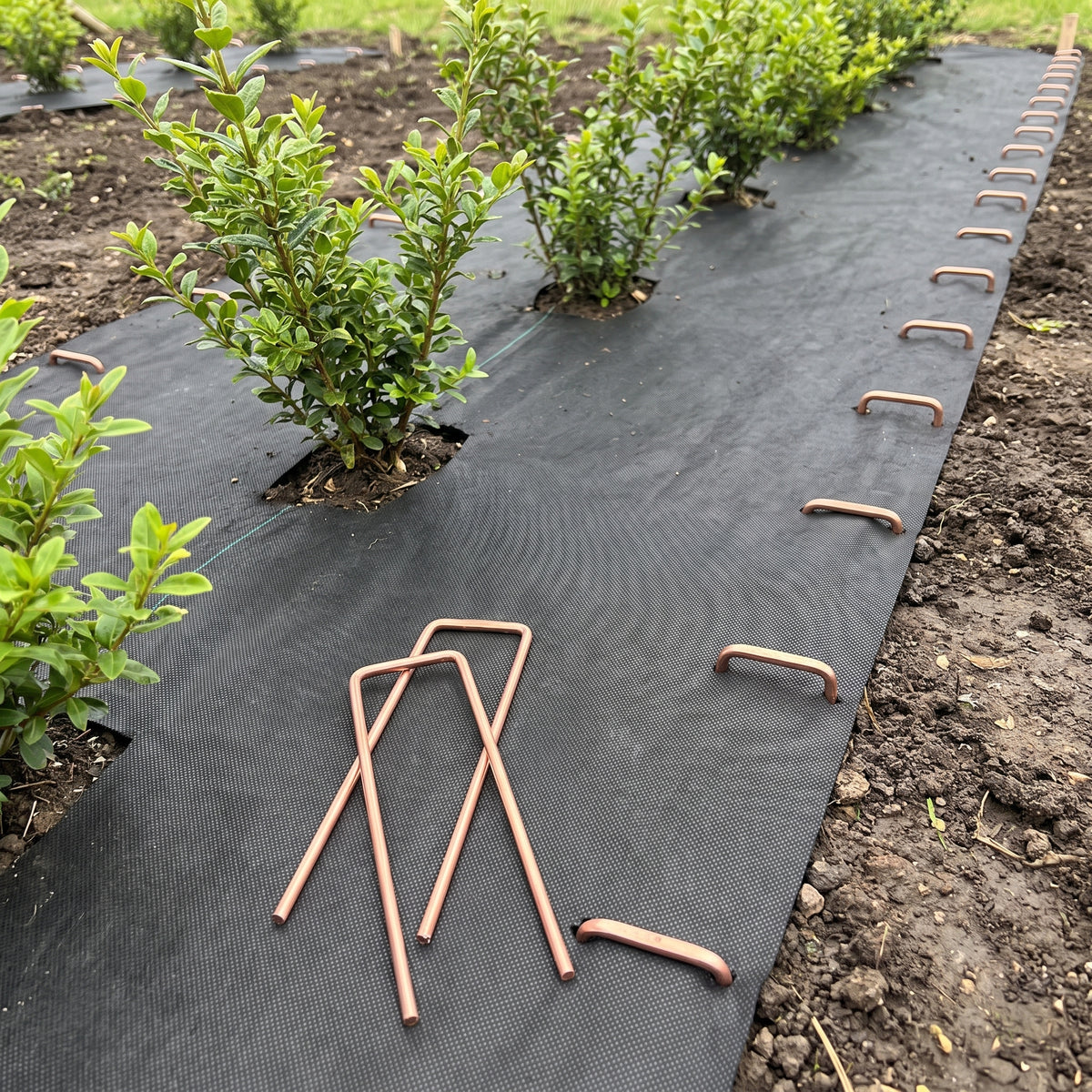 Copper coated steel ground cover pins pushed through a mulch mat along a planted bed, with spare U-shaped pins