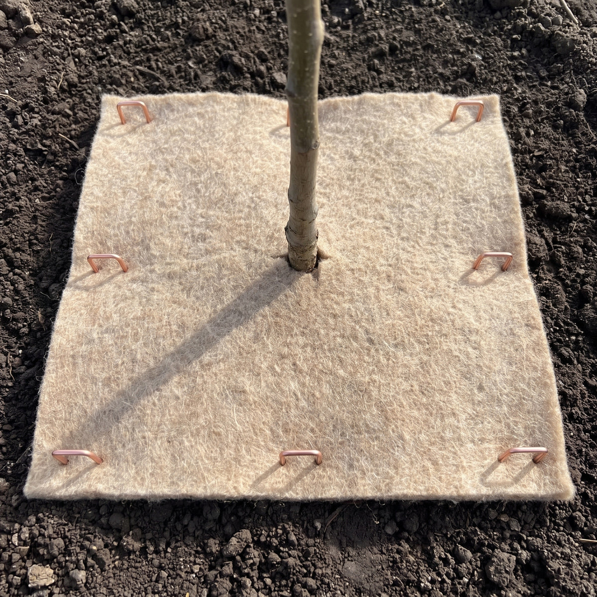 Wool mulch mat around a young tree held down with copper coated ground cover pins