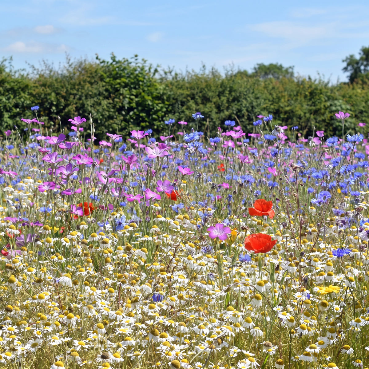 Cornfield annuals meadow in bloom with purple corn cockle, blue cornflower, red poppy, yellow corn marigold and white chamomile