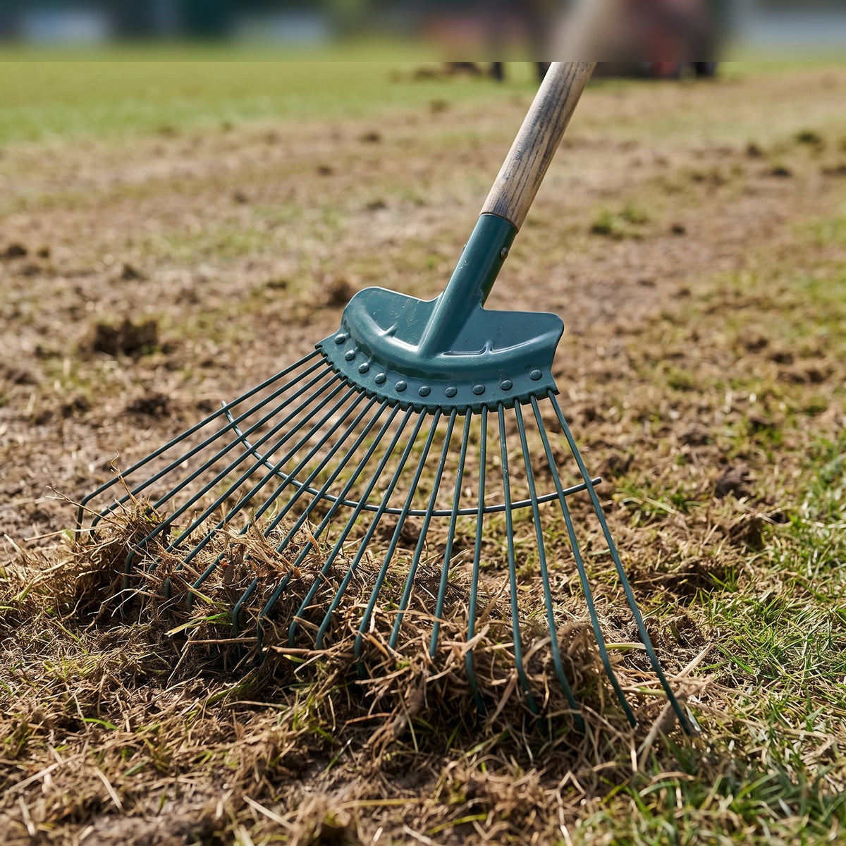 Spring steel tines of a lawn rake pulling up dead grass during sports pitch renovation
